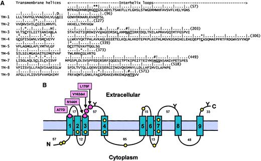 Fig. 2. Sequence analysis and topology of the predicted transmembrane helices in ferroportin 1. / The software packages used were: TM pred, TMAP, and DAS via the PIX program at www.hgmp.mrc.ac.uk/; SOSUI (www.tuat.ac.jp/∼mitaku/); TopPred2 (bioweb.pasteur.fr/seqanal/interfaces/toppred.html); TMHMM2.0 (www.cbs.dtu.dk/services/TMHMM-2.0/); HMMTOP2 (www.enzim.hu/hmmtop/); and PHDhtm/PHDtopology (www.embl-heidelberg.de/predictprotein/predictprotein.html). The sequence accession numbers were: human, NM_014585; mouse, NM_016917; rat, AF394785; and zebrafish, AF226612. In NM_016917, the unspecified amino acid Xaa365 was specified as Arg365 by comparison with AF215637. (A) The sequence is annotated in order to identify the consensus transmembrane helices predicted from 8 methods and the locations of the 4 mutations identified to date in human and zebrafish ferroportin 1 (bold and underlined). The zebrafish Leu167Phe mutation is responsible for the hypochromic anemia weissherbstphenotype.2 Leu167Phe in zebrafish is equivalent to Leu170Phe in the predicted human sequence. The sequence numbering is denoted by a vertical stroke at every fifth residue and the bracketed number at the end of each line. The locations of the 12 Cys residues (*) and 3 extracellular putative N-linked oligosaccharide sites (#) are in bold type and underlined (see text). (B) The 9 predicted transmembrane helices (1-9) are shown in relation to the lipid bilayer, with the positions of the 4 mutations (red circles), 12 Cys residues (yellow circles), and 3 putative exposed N-linked oligosaccharide sites (Y) marked as shown. The N- and C-termini are denoted by N and C, respectively. The residue length of each ferroportin 1 loop is denoted by the numbers adjacent to each one.