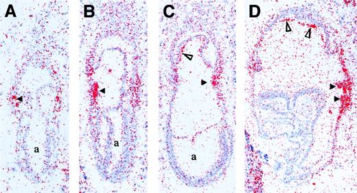 Fig. 1. Expression ofRunx1 mRNA during gastrulation in the mouse embryo (E7.25-E8.25). / (A) Mid-to-late primitive streak stage embryo (E7.25) withRunx1 mRNA accumulation in mesoderm cells adjacent to visceral endoderm in the forming yolk sac (arrowhead). (B) Early neural plate embryo (E7.5) with increased Runx1 transcripts in the yolk sac mesoderm (arrowhead). (C) Late neural plate embryo (E7.75) reveals Runx1 expression in nascent yolk sac blood islands (arrowhead) and in the mesoderm component of the chorion (open triangle). (D) Early somite-stage embryo (E8.25) displaysRunx1 mRNA accumulation in expanding blood islands of the yolk sac (arrowheads) and in the chorion (open triangles). a indicates amniotic cavity.