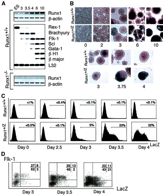 Fig. 2. Gene expression analysis of EBs. / (A) Gene expression in Runx1+/+ andRunx1−/− EBs. Numbers on top of the figure indicate day of EB differentiation. ES represents undifferentiated ES cells. Runx1 and β-actin expression was determined using specific oligonucleotides. Expression of other genes was evaluated using a polyA+ global amplification PCR method.46 Hybridization with a 3′ probe from the L32 ribosomal protein gene was included to control for amounts of cDNA loaded. (B) X-gal staining of Runx1+/+ andRunx1+/Z EBs. Numbers indicate day of EB differentiation. Original magnification day 0, × 400; days 2 to 4, × 200; and days 6 to 10, × 40. (C) Flow cytometry analysis of FDG stained Runx1+/+ andRunx1+/Z EBs. (D) FACS analysis ofFlk-1 and Runx1 expression in days 3, 3.5, and 4Runx1+/Z EBs. Numbers in quadrant represent the percentage of total population in each fraction.