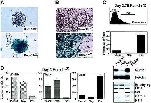 Fig. 3. Runx1 gene expression in blast colonies and BL-CFC. / (A) X-gal staining of Runx1+/+ andRunx1+/Z blast colonies. Colonies were generated from day 3.5 EB-derived cells and were stained after 4 days of growth. Original magnification × 200. (B) X-gal staining of nonadherent and adherent cells derived from Runx1+/+ andRunx1+/Z blast colonies. Arrowheads indicate LacZ+ adherent cells. Original magnification × 400. (C) Upper portion of figure shows FACS profile of FDG-stained day 3.75Runx1+/Z EBs. LacZ-negative (Neg) and -positive (Pos) fractions isolated by cell sorting are indicated. Sorting gates were set by comparing the staining of the +/Z cells to the wild-type (+/+) cells. Middle portion shows number of blast colonies generated by the different sorted fractions. Colonies were scored at day 4 of culture. Bars represent standard error of the mean number of colonies from at least 3 cultures. RT-PCR gene expression analysis of LacZ-positive and -negative fractions of day 3.75 EBs is depicted in the lower portion. PCR products for Runx1 andβ-actin were detected by hybridization with specific32P-labeled probes. Products for Brachyury,Flk-1, Scl, Gata-1, and β H1 were visualized following ethidium bromide staining and are presented as a negative image. (D) Cell sorting of FDG-stained day 3Runx1+/Z EBs. Secondary EBs (2°EBs), transitional colonies (Trans), and blast colonies (Blast) were scored 4 days following replating of the isolated fractions. Bars represent standard error of the mean number of colonies from at least 3 cultures.