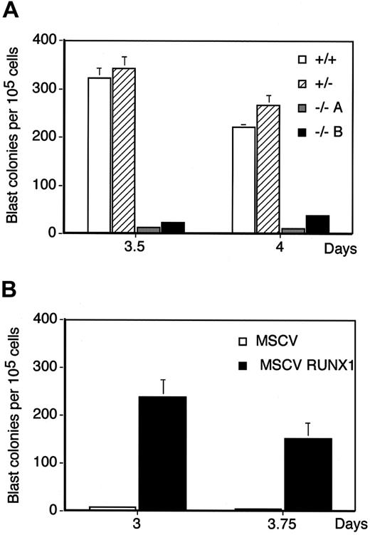 Fig. 4. Analysis of BL-CFC potential ofRunx1+/+, Runx1+/−, and Runx1−/− EBs. / (A) Number of blast colonies generated by day 3.5 and 4Runx1+/+ (+/+), Runx1+/−(+/−), and Runx1−/− (−/−) EB-derived cells. Two Runx1−/− clones (−/−A, −/−B) were analyzed. Bars represent standard error of the mean number of colonies from at least 3 cultures. (B) Rescue of the BL-CFC potential ofRunx1−/− ES cells.Runx1−/− ES cells infected with either a retrovirus expressing the Runx1b isoform of the gene (MSCVRunx1) or with an empty virus control (MSCV) and selected with puromycin were differentiated for the indicated periods of time. EBs were harvested and analyzed for BL-CFCs. Bars represent standard error of the mean number of colonies from at least 3 cultures.