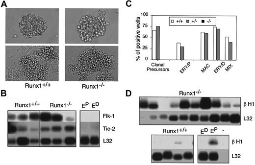 Fig. 5. Developmental potential of Runx1−/− blast colonies. / (A) Morphology of Runx1+/+ andRunx1−/− blast cell colonies (top, original magnification × 200) and the adherent and nonadherent cells generated from them following 2 days of culture (bottom, original magnification × 400). (B) Gene expression analysis of adherent cells generated by individual blast colonies. Analysis was performed by the polyA+ global amplification method. Each lane represents adherent cells derived from one blast colony. Control primitive erythroid (EP) and definitive erythroid (ED) samples are indicated. (C) Hematopoietic potential of the nonadherent population derived from expandedRunx1+/+ (+/+), Runx1+/−(+/−), and Runx1−/− (−/−) blast colonies. Nonadherent cells derived from individual colonies were harvested, and the cells were plated in conditions that support the growth of primitive and definitive colonies. The frequency of wells giving rise to total secondary colonies (clonal precursors), primitive erythroid colonies (ERY/P), or definitive hematopoietic colonies (MAC, macrophage; ERY/D, definitive erythroid; and MIX, multilineage) is represented. (D) β H1 globin expression in nonadherent cells generated by individual colonies. Each lane corresponds to the nonadherent cells from one expanded blast colony.