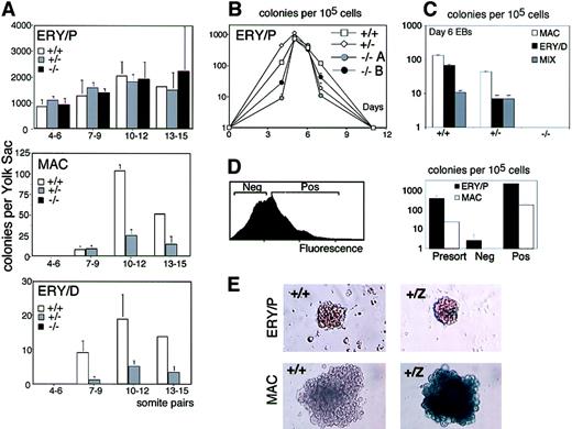 Fig. 6. Analysis of primitive and definitive hematopoietic potential ofRunx1+/+, Runx1+/−, and Runx1−/− embryos and ES cells. / (A) Primitive erythroid, definitive erythroid, and macrophage colonies generated by yolk sac cells fromRunx1+/+ (+/+), Runx1+/−(+/−), and Runx1−/− (−/−) embryos. The stage of development (number of somite pairs) is indicated. The number of embryos analyzed at each stage is as follows: 4-6sp: 3 +/+, 2 +/−, 2−/−; 7-9sp: 3 +/+, 3 +/−, 4−/−; 10-12sp: 3 +/+, 12 +/−, 3−/−; and 13-15sp: 1 +/+, 4 +/−, 2−/−. (B) Primitive erythroid precursors generated by Runx1+/+ (+/+),Runx1+/− (+/−), andRunx1−/− (−/−) EBs. Numbers are days of EB differentiation.−/−A and −/−B represent 2 independent clones ofRunx1−/− ES cells. Bars, where visible, represent standard error of the mean number of colonies from at least 3 cultures. (C) Definitive hematopoietic potential ofRunx1+/+ (+/+),Runx1+/− (+/−), andRunx1−/− (−/−) EBs at day 6 of differentiation. Macrophage (MAC), definitive erythroid (ERY/D), and multilineage (MIX) colonies were scored. Bars represent standard error of the mean number of colonies from at least 3 cultures. (D) FACS profile of day 4.75 Runx1+/Z EB cells stained with FDG (left panel). Negative (Neg) and positive (Pos) fractions were isolated and assayed for precursor potential. Number of primitive erythroid (ERY/P) and macrophage (MAC) colonies generated by the sorted fractions is shown in right panel. Bars represent standard error of the mean number of colonies from at least 3 cultures. (E) X-gal staining of Runx1+/+ (+/+) andRunx1+/Z (+/Z) primitive erythroid (ERY/P) and macrophage (MAC) colonies following 4 days of culture.
