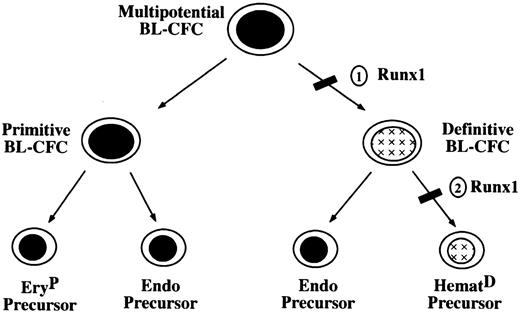 Fig. 7. Model of early hematopoietic development. / Numbers indicate stages at which development could be blocked inRunx1-deficient cells.