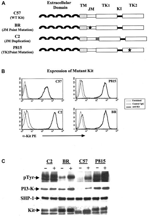 Fig. 1. PI 3-kinase and SHP-1 coprecipitate with mutant Kit. / (A) The C57 mouse mast cell line expressed WT (WT) Kit. C2 and BR lines were derived from spontaneous MCTs; the C2 cell line contains a 48-bp tandem duplication in the exon 11 (the JM domain) of Kit; the BR cell line contains a point mutation (Leu575Pro) in exon 11 of Kit. The P815 line has a point mutation in the catalytic domain (Asp816Tyr) of Kit. TM indicates transmembrane domain; TK1, tyrosine kinase domain 1; KI, kinase insert; and TK2, tyrosine kinase domain 2. (B) The above-described mast cell lines were unstained, stained with a phycoerythrin-labeled isotype-matched control antibody, or the ACK45 anti-KIT monoclonal antibody (PharMingen). Cells were analyzed by flow cytometry on a Becton Dickinson FACScan. Mutation in either the JM domain or the catalytic domain of Kit did not alter cell surface expression of the protein. (C) Cells were cultured in serum-free medium for 2 hours before treatment with SCF (+) at 100 ng/mL and immunoprecipitation with anti-Kit antibody. Western blots were performed for phosphotyrosine, PI 3-kinase, SHP-1, and Kit according to procedures outlined in “Materials and methods.”