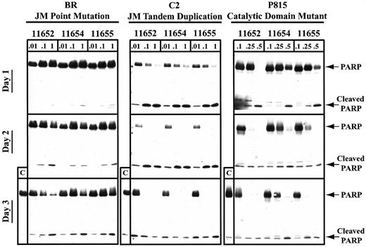 Fig. 5. SU11652, SU11654, and SU11655 induce PARP cleavage in cell lines expressing mutant Kit. / Cells (10 × 106) were cultured in complete medium with no drug or with SU11652, SU11654, or SU11655 at the indicated concentrations for 24, 48, or 72 hours. The cells were then collected and lysed, and protein was quantitated. Approximately 40 μg protein/condition was run on a 10% SDS-PAGE gel, and Western blot analysis was performed for PARP.