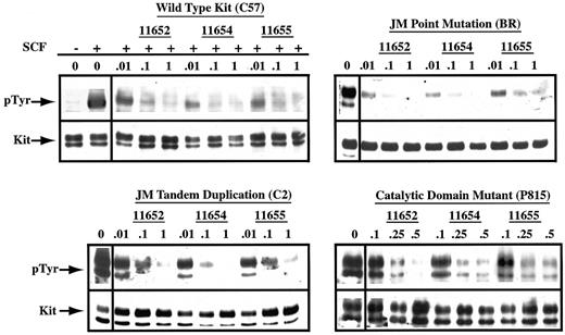 Fig. 6. SU11652, SU11654, and SU11655 inhibit SCF-dependent and SCF-independent phosphorylation of Kit. / Cells (20 × 106 C57) were serum starved for 2 hours, then cultured in complete medium in the absence or presence of SU11652, SU11654, or SU11655 at the indicated concentrations. Cells were collected 2 hours after drug treatment, then incubated with either no rmSCF or rmSCF at 100 ng/mL for 15 minutes at room temperature. 20 × 106 BR, C2, or P815 cells were serum starved for 2 hours, then cultured in complete medium or in SU11652, SU11654, or SU11655 at the indicated concentrations. Cells were collected and lysed, Kit was immunoprecipitated from the lysate, and SDS-PAGE was performed. After transfer to PVDF membrane, the blot was probed for phosphotyrosine, stripped, and reprobed for Kit.