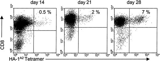 Fig. 2. Generation of HA-1–specific CTLs restricted by nonself HLA-A2 molecules using DCs transduced with HA-1 cDNA. / The cells were stained with PE-conjugated HA-1A2 tetramers and with PE-Cy-5–conjugated anti-CD8 antibody at the indicated days. Appropriate gates were set on vital lymphocytes according to their typical forward- and side-scattering characteristics.