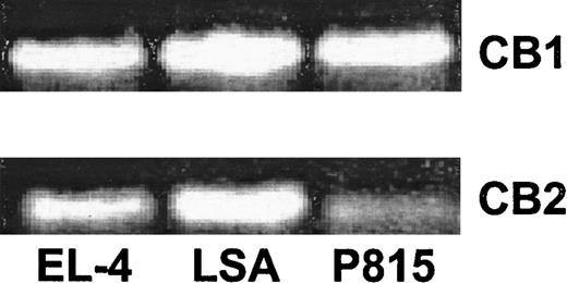 Fig. 1. The expression of CB1 and CB2 mRNA in EL-4, LSA, and P815 tumor cells. / The expression of CB1 and CB2 mRNA was determined by RT-PCR analysis. Total RNA was isolated from EL-4, LSA, and P815 tumor cells. mRNA was reverse transcribed and amplified by PCR with primers specific for CB1 and CB2. A photograph of ethidium bromide–stained amplicons is depicted.