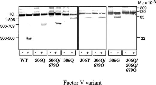 Fig. 2. Western blot analysis of APC-cleaved recombinant FV variants. / Concentrated conditioned medium from transfected Cos-1 cells (approximately 2 μg/mL FV) was incubated with thrombin for 30 minutes at 37°C to activate the FV. Phospholipids (PS/PE/PC wt/wt/wt 20/20/60) 25 μM was added together with 0.25 nM APC and 100 nM protein S (final concentrations) and incubated for 30 minutes. at 37°C. FVa variants were analyzed before and after APC cleavage on the Western blots (12% SDS-PAGE under reducing conditions) using a monoclonal antibody, AHV-5146, against the heavy chain. Vectastain Elite ABC kit was used to develop the Western blots. (−) indicates FVa without APC; (+), APC-cleaved FVa; HC, heavy chain.