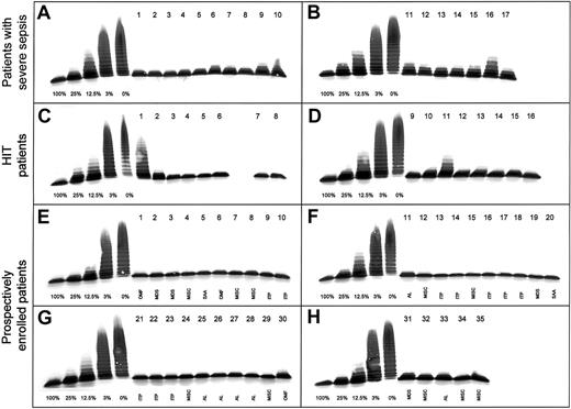 Fig. 1. Activity of VWF-cleaving protease (ADAMTS13) in 68 patients with thrombocytopenia. / Multimer analysis of VWF substrate digested by diluted (1:20) plasma samples from patients. On each gel (A-H), a calibration curve using dilutions of pooled plasma from healthy donors (1:20 dilution corresponding to 100%) is included. Seventeen patients with severe sepsis (gels A,B), 16 with HIT (gels C,D) and 35 with thrombocytopenia due to various causes (gels E-H) were analyzed. Plasma samples were applied on top of the gel. OMF indicates osteomyelofibrosis; AL, acute leukemia; SAA, severe aplastic anemia; and MISC, miscellaneous.