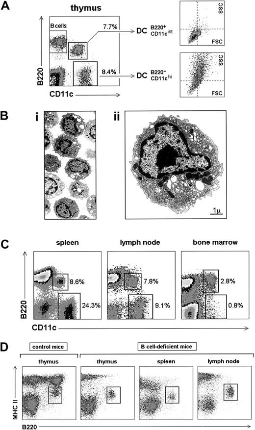 Fig. 1. Identification of B220+ DCs. / (A) CD11c versus B220 profile of thymus low-density cell fractions. The percentages represented by B220+ CD11cint DCs and B220− CD11chi DCs and their forward scatter (FSC) versus side scatter (SSC) profiles are indicated. (B) Electron microscopic analysis of B220+ DCs. Bi: low magnification (original magnification × 2200) of MACS-purified thymic B220+ DCs. Bii: ultrastructural characteristics of B220+ DCs. B220+ DC size was 7.3 ± 0.6 μm (n = 8). (C) CD11c versus B220 profiles of spleen, lymph node, and bone marrow low-density cell fractions, showing the relative proportions of B220+ CD11cint DCs and B220− CD11chi DCs. (D) Characterization of B220+ DCs in MHC class II (MHCII) versus B220 profiles of B-cell–deficient mouse low-density cell fractions. Data are representative of 5 experiments with similar results.