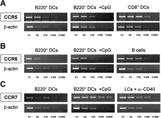 Fig. 5. Chemokine receptor expression by B220+ DCs. / Semiquantitative RT-PCR analysis of CCR5, CCR6, and CCR7 mRNA expression in control or CpG-treated FACS-sorted thymic B220+ DCs. Thymic CD8+ DCs, splenic B cells, and anti–CD40-matured epidermal Langerhans (LCs + α-CD40) cells were used as positive controls for the expression of CCR5, CCR6, and CCR7, respectively. RT-PCR was performed on serial dilutions of cDNA from each cell population. β-Actin mRNA levels are shown to control for the relative expression of each cytokine receptor mRNA in the different populations considered.