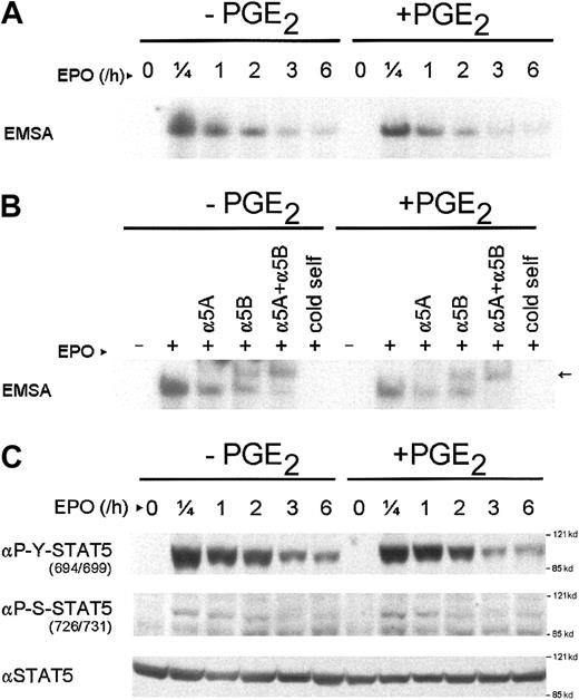 Fig. 2. PGE2 treatment does not affect STAT5 phosphorylation or DNA binding. / (A) EMSA of nuclear protein extracts of AS-E2 cells that were pretreated with or without PGE2 (1 μM) and stimulated with or without EPO (2 U/mL) for the indicated periods. Equal amounts of nuclear protein extracts were used. (B) Supershift analysis of nuclear protein extracts of AS-E2 cells pretreated with or without PGE2 and stimulated with (+) or without (−) EPO. For supershifts, nuclear extracts were incubated with antibodies against STAT5A (α5A) or STAT5B (α5B) or both and supershifted STAT5 is indicated by ←. As negative control, a 100-fold excess of unlabeled STAT5 (cold self) was added to binding mixture prior to gel shift analysis. (C) Western blot analysis of the same nuclear protein extracts used for panel A using antibodies against phosphotyrosine 694/699 STAT5 (αP-Y-STAT5), phosphoserine 726/731 STAT5 (αP-S-STAT5), or total STAT5 (αSTAT5). Representative autoradiograms and Western blots from 3 independent experiments are shown.