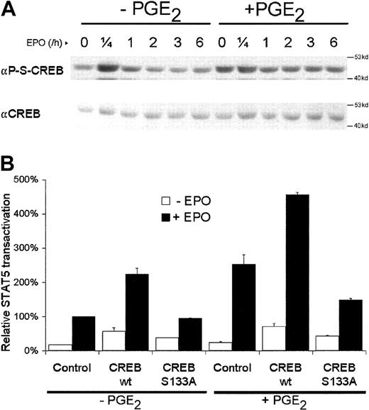 Fig. 4. PGE2 increases CREB Ser133 phosphorylation, which is involved in STAT5 transactivation. / (A) Western blot analysis of nuclear protein extracts of AS-E2 cells that were pretreated with or without PGE2 (1 μM) and stimulated with or without EPO (2 U/mL) for the indicated periods, using antibodies against Ser133-phosphorylated (αP-S-CREB) and total CREB (αCREB). Shown is a representative blot of 3 independent experiments. (B) STAT5 transactivation assay of AS-E2 cells that had been cotransfected with control vector (pcDNA3) or expressing vector for wild-type or Ser133Ala CREB. Cells were starved for 16 hours, pretreated with or without PGE2 (1 μM), and stimulated with or without EPO (2 U/mL) for 7 hours. Luciferase activities were corrected for β-galactosidase activities and expressed as percentage transactivation of EPO-stimulated control cells without PGE2 pretreatment. The mean values of 3 independent experiments are presented, and SEM values are indicated by bars.