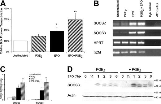 Fig. 7. PGE2 increases in vivo expression of Bcl-X, SOCS2, and SOCS3. / (A) AS-E2 cells transfected with Bcl-X-luciferase reporter were EPO deprived for 16 hours and were left unstimulated (control) or were stimulated with EPO (2 U/mL) or PGE2 (1 μM) or both for 6 hours. The Bcl-X transactivation was measured as luciferase activity (see “Materials and methods”). Measured luciferase activities were corrected for β-galactosidase activities and expressed as percentage transactivation of unstimulated control cells. The mean values of 3 independent experiments are presented, and SEM values are indicated by bars. (B) EPO-deprived AS-E2 cells were cultured in 6-well plates and were left unstimulated (control) or were stimulated with EPO (2 U/mL) or PGE2 (1 μM) or both for 1 hour. Total RNA was isolated and reverse transcribed with M-MLV reverse transcriptase and cDNA was used in a PCR reaction using specific primers for SOCS2, SOCS3, or β2-microglobulin (β2M) and HPRT as control. Shown is a representative experiment of 3 independent experiments. (C) SOCS2 and SOCS3 expression was quantified by real-time PCR analysis. Cycle threshold (CT) values of SOCS2 and SOCS3 were normalized against 18S expression. Shown are the relative SOCS expressions (mean ± SEM) of 3 independent experiments. The asterisk indicates significance versus unstimulated the group and the double asterisk indicates significance (P < .05) between the EPO and EPO plus PGE2 group. (D) Western blot analysis of cytosolic cell extracts of AS-E2 cells that were pretreated with or without PGE2 (1 μM) and stimulated with or without EPO (2 U/mL) for the indicated periods, using antibody against SOCS3. This blot was reprobed using an antibody against actin to confirm equal loading. Shown is a representative blot of 3 independent experiments.