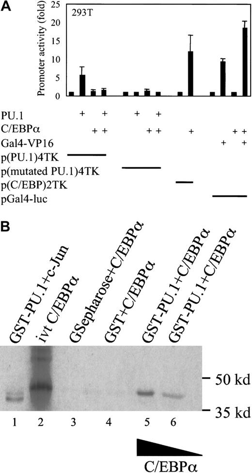Fig. 1. C/EBPα blocks the transactivation capacity of PU.1. / (A) Transient transfection in 293T cells with a reporter construct of a minimal TK promoter with PU.1 binding sites only (p(PU.1)4TK) or mutated PU.1 DNA-binding sites only (p(mutated PU.1)4TK) and expression plasmids for PU.1, C/EBPα, and Gal4-VP16 or empty vector, respectively. As controls, a minimal TK promoter with C/EBP-binding sites (p(C/EBP)2TK) and a pGal4-luc reporter were used. Promoter activity was measured as luciferase activity 24 hours after transfection. (B) C/EBPα binds to PU.1 in vitro. For the protein interaction assay, (35S) Met-labeled in vitro–translated C/EBPα (lane 2) was incubated with 1 μg bacterially expressed GST-PU.1 (lanes 5, 6). Equivalent amounts of GST protein or glutathione agarose beads (lanes 3, 4) were incubated with in vitro–translated C/EBPα, and as a control, in vitro–translated c-Jun was incubated with GST-PU.1 in lane 1.