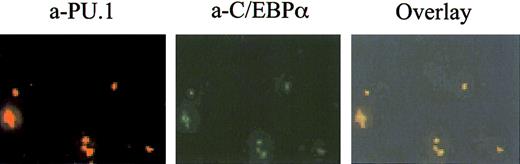 Fig. 2. Colocalization of PU.1 and C/EBPα in U937 cells. / U937 cells were incubated with mouse anti-PU.1 antibody and rabbit anti-C/EBPα antibody. Cy3-conjugated (green) anti-rabbit IgG and Texas red anti-mouse IgG were used as secondary antibodies. Colocalization is demonstrated by the yellow signal, generated by the overlay of the red and green signals. (Original magnification × 100).