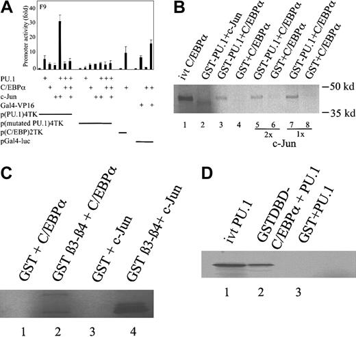 Fig. 3. C/EBPα blocks the coactivation of PU.1 by c-Jun. / (A) Transient transfection in F9 cells with reporter constructs of p(PU.1)4TK, p(mutated PU.1)4TK, and expression plasmids for PU.1, C/EBPα, and c-Jun. p(C/EBP)2TK was used as a positive control reporter for C/EBPα. Gal4-VP16 and a pGal4-luc reporter construct were used as a negative control. Luciferase activities were measured 24 hours after transfection. (B) C/EBPα displaces c-Jun from binding to PU.1. (35S) Met-labeled in vitro–translated C/EBPα (lane 1) and c-Jun were incubated with GST-PU.1 (lanes 2, 3) or with GST protein (lanes 4, 6, 8), respectively. Both proteins were incubated with GST-PU.1 (lanes 5, 7). In vitro–translated C/EBPα was run alone in lane 1. (C) C/EBPα binds to the β3-β4 region of the PU.1 DNA-binding domain. (35S) Met-labeled in vitro–translated C/EBPα and c-Jun were incubated with GST- β3-β4 PU.1 (lanes 2, 4) or with GST alone (lanes 1, 3), respectively. (D) The DNA-binding domain of C/EBPα interacts with PU.1. (35S) Met-labeled in vitro–translated PU.1 (lane 1) was incubated with the GST–DNA-binding domain of C/EBPα (lane 2) or GST alone (lane 3).