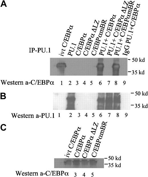 Fig. 4. Coimmunoprecipitation of PU.1 and C/EBPα proteins. / (A) Coimmunoprecipitation of PU.1 and C/EBPα from whole-cell lysates of transfected 293T cells with anti-PU.1 antibody or normal IgG. Western blot analysis was performed by using anti-C/EBPα antibody. (B) Coimmunoprecipitation of PU.1 and C/EBPα from whole-cell lysates of transfected 293T cells with anti-PU.1 antibody or normal IgG. Western blot analysis was performed by using anti-PU.1 antibody. (C) Western blot analysis of the whole-cell lysates of the cells transfected with C/EBPα, C/EBPαΔLZ, and C/EBPαmBR was performed using an anti-C/EBPα antibody.