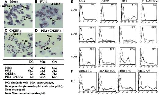 Fig. 8. C/EBPα inhibits PU.1-induced dendritic cell development from human CD34+ pluripotent myeloid progenitor cells. / Human CD34+ cord blood cells were retrovirally transduced with either PU.1 or C/EBPα or were cotransduced with PU.1 and C/EBPα. Cells transduced with retrovirus containing empty vector were prepared as negative control cells (Mock) and were processed in parallel. Cells were cultured in the presence of mixed cytokines that facilitate myeloid differentiation (SCF, IL-3, GM-CSF, and G-CSF). After 10 days, cell morphology was evaluated by Giemsa staining (A-D; original magnification × 100); percentages of dendritic cells, macrophages, and granulocytes were evaluated by manual cell count; monocyte and granulocyte cell surface antigen (CD14, CD15) expression and expression of dendritic cell surface antigens (CD1a, HLA-DR, CD80, CD86) were analyzed by flow cytometry (E, F).