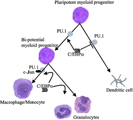Fig. 9. Model of C/EBPα modulating PU.1 activity and its effect on target genes of PU.1. / C/EBPα interacts with PU.1. This interaction is between the β3-β4 region of the DNA-binding domain of PU.1 and the leucine zipper of the DNA-binding domain of C/EBPα. C/EBPα displaces the coactivator c-Jun from binding to PU.1. C/EBPα blocks PU.1 function and down-regulates its target genes. C/EBPα blocks PU.1-induced dendritic cell differentiation and drives the cells to granulocytes.