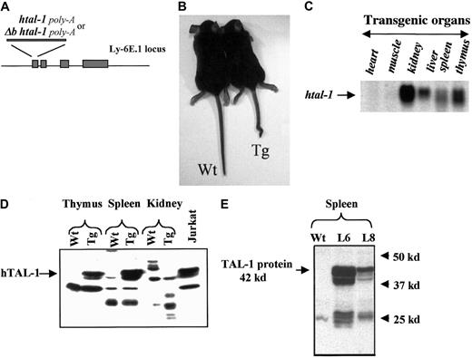Fig. 1. Ly-6E.1 htal-1 and Ly-6E.1 Δbhtal-1 vectors and transgene expression. / (A) The Ly-6E.1 vector contains the 14-Kb Ly-6E.1genomic sequence, including promoter and 3′ sequence of theLy-6E.1 gene. A human tal-1(htal-1) cDNA or Δbhtal-1 cDNA were linked to the bovine growth hormone polyA sequence and inserted in the first exon of the Ly-6E.1 gene as previously described.18The ΔbTAL-1 protein lacks the basic domain-containing amino acids 187 to 199.22 (B) Photo of wild-type (Wt; left) and a representative high-copy transgenic adult mouse (Tg; right) showing the shorter length and kinked tail of the transgenic mice. (C) Expression of htal-1 mRNA in a transgenic L6 mouse. Northern blot analysis of 15 μg total RNA isolated from different tissues was hybridized with a human tal-1 cDNA probe. The length of the transgene transcript is 1.2 Kb. (D) Expression of human TAL-1 protein in high copy number L6 transgenic mice. Total protein extracts of different tissues of transgenic or nontransgenic mice were separated on a 12% sodium dodecyl sulfate–polyacrylamide gel electrophoresis, transferred to Hybond-P polyvinylidene fluoride membrane (Amersham) and probed with BTL-136 that recognizes the human and mouse TAL-1 protein. Nuclear extracts from Jurkat cells were used as a positive control. The 42-kd hTAL-1 protein is indicated by an arrow. (E) Level of TAL-1 protein expression in animal lines L6, L8, and wild-type littermates. Total splenic protein extracts (80 μg) of the 10 copy L6, 2 copy L8, and wild-type animal lines were subjected to Western blot analysis using the human TAL-1 protein-specific antibody BTL-73 monoclonal antibody. Quantification of hTAL-1 protein shows that its level in L6 splenocytes is 5 times the level of L8 splenocytes. No TAL-1 protein is detected in wild-type controls.