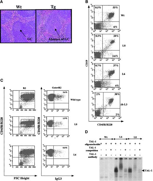 Fig. 5. Htal-1 transgenic mice show a reduction in splenocytes, disorganization of the germinal center, and a defect in antigen-dependent B-cell maturation. / (A) Disorganization of germinal centers (GC) in the spleen of transgenic mice. Morphology of paraffin-embedded sections of wild-type and transgenic spleen revealed by hematoxylin eosin staining (original magnification, × 120). (B) Phenotypic analysis of B splenocytes of wild-type, low-copy (L8), high-copy (L6), and Δbhtal-1(Δb L3) transgenic mice. Cells were stained with monoclonal anti-B220–FITC and anti-CD19–PE antibodies. Percentages in quadrants refer to the lymphoid gate defined on forward and side light scatter. Analyses were performed on sex- and age-matched mice and repeated 6 times. (C) Ectopic hTAL-1 expression causes a defect in immunoglobulin isotype switch recombination. Transgenic and wild-type T-cell–depleted splenocytes were activated with 25 μg/mL lipopolysaccharide for 3 days and then stained with monoclonal anti-B220–PE-Cy5 and anti-IgG3–FITC. Percentages of IgG3-positive cells are corrected after exclusion of B220− cells. (D) Electrophoretic mobility sift assay of hTAL-1 complexes in activated B-lymphocytes. Nuclear extracts (15 μg) from activated B-lymphocytes of wild-type, L6, and heterozygous L8 mice were incubated in the presence of a 5′ radioactively end-labeled oligonucleotide sequence containing the TAL-1 consensus-binding sequence. Binding competition was performed with a 100-fold excess of tal-1 cold oligonucleotide. Supershifts were obtained by using the monoclonal anti–hTAL-1 antibody BTL73. The assay illustrates that a TAL-1/E2A complex is present in transgenic-activated splenocytes and quantification of the TAL-1/E2A complex shows that its level is lower in L8 splenocytes.