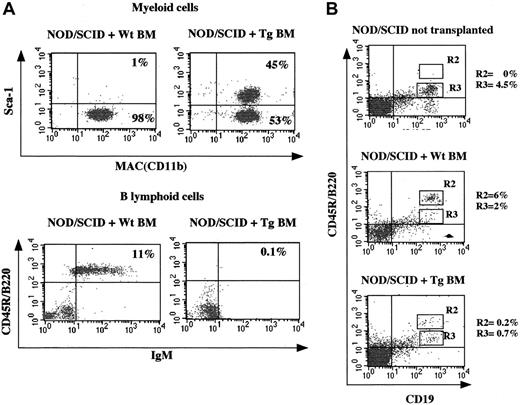 Fig. 6. The reduction in the B-cell compartment and the persistence of the Sca-1 antigen on myeloid cells because of ectopic TAL-1 expression are cell autonomous phenomena. / (A) Peripheral blood cells of NOD/SCID mice transplanted withhtal-1 transgenic (Tg) or wild-type BM were analyzed 6 weeks after transplantation for antigen expression using monoclonal anti–Sca-1–PE, anti-CD11b (MAC-1)–FITC, anti-B220–FITC, and anti-IgM–PE antibodies. Transgenic CD11b+ cells show persistence of the Sca-1 antigen. NOD/SCID mice engrafted withhtal-1 transgenic BM cells are deficient in B cells compared with mice transplanted with wild-type cells. Percentages refer to myeloid and lymphoid gates, respectively. (B) Phenotypic analysis of BM cells of NOD/SCID mice 8 weeks after transplantation. Cells were stained with monoclonal anti-B220–FITC and anti-CD19–PE. Percentages refer to the lymphoid gate defined by forward and side light scatter. R2 comprises mature B cells, R3 the immature B220low cells. NOD/SCID mice not receiving transplants normally show accumulation of B220low CD19+ cells as shown in the first scatter. This population disappears in NOD/SCID mice receiving transplants and is replaced by donor cells.