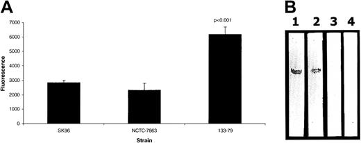 Fig. 6. S sanguis binding to glycocalicin. / (A) Binding of fluorescently labeled strains of S sanguis (SK96 and NCTC 7863 do not adhere to platelets) to glycocalicin. The P value is for the comparison of 133-79 with SK96 and NCTC 7863. (B) Binding of biotin-S sanguis to glycocalicin (apparent molecular weight, 118 kd) Western blotted from 7.5% SDS-PAGE gel. The blot was probed with lane 1, anti-GPIb (P6/40); lane 2, biotinylated S sanguis 133-79 cells; lane 3, biotinylated S sanguis NCTC 7863 cells, and lane 4, PBS. After washing, lane 1 was probed with horseradish peroxidase–conjugated goat antimouse IgG and lanes 2 to 4 were probed with horseradish peroxidase–conjugated avidin. All lanes were then developed in chlor-1-naphthol and H2O2.