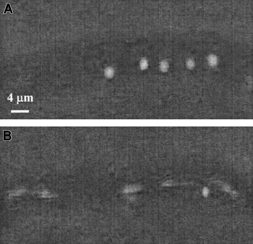 Fig. 4. The 19ek.Fc microspheres roll in vivo. / The 19.ek.Fc microsphere interactions with the postcapillary venules of mice were observed. A segment of a postcapillary venule is shown. (A) Images were taken 1 second apart and superimposed to generate the composite image. The white sphere is a 19.ek.Fc microsphere rolling along the wall of the venule. (B) Images were taken 1/30 of a second apart and superimposed to generate the composite image. At several points a blur is observed. This is a 19.ek.Fc microsphere not interacting with the venule. The solid sphere is the same 19.ek.Fc microsphere seen in panel A.