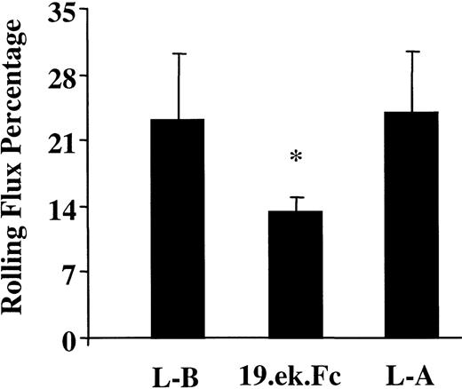 Fig. 5. The 19.ek.Fc microsphere rolling flux percentage is about 57% that of leukocyte rolling flux percentage. / The leukocyte and 19.ek.Fc microsphere rolling flux percentage was determined. The leukocyte rolling flux percentage was determined before and after injection of the 19.ek.Fc microspheres. The rolling flux percentage of the 19.ek.Fc microspheres was about 57% that of the leukocytes, suggesting that the level of adhesion of the 19.ek.Fc microspheres is significant. The rolling flux percentage of the 19.ek.Fc microspheres was, however, statistically lower than that of the leukocytes. L-B indicates leukocytes before injection of the microspheres; L-A, leukocytes approximately 5 minutes after injection of the microspheres; 19.ek.Fc, 19.ek.Fc microspheres. Data are taken from 5 different mice; *P < .01 for a comparison between 19.ek.Fc microspheres and leukocytes.