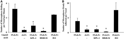 Fig. 6. The adhesion of 19.ek.Fc microspheres appears to occur via endothelially expressed P-selectin and the PSGL-1 portion of the 19.ek.Fc construct. / (A) Murine cremaster muscle was exteriorized and prepared for observation. The 2 μm 19.ek.Fc or ek.Fc microspheres were injected into the jugular vein, and the number of rolling microspheres per vessel per time was determined within 2 minutes after injection of the microspheres. In certain cases the microspheres or the mice were pretreated with mAbs. A significantly greater number of 19.ek.Fc microspheres were rolling compared with the number of ek.Fc microspheres. The number of rolling 19.ek.Fc microspheres were significantly reduced by pretreatment of the microspheres with an anti–PSGL-1 mAb or pretreatment of the mice by an anti–P-selectin mAb. (B) The number of firmly adherent microspheres per venule were determined 3 minutes after injection. Trends similar to that observed for the rolling microspheres were also observed for the firmly adherent microspheres. Ligand indicates which molecule was on the microsphere; mAb, pretreatment of the microsphere or mice with the indicated mAb. KPL-1 is an antihuman PSGL-1 mAb used on the microspheres. RB40.34 is an antimouse P-selectin mAb, and 3E2 is an antimouse ICAM-1 mAb used on the mice; n ≥ 3; *P < .01.