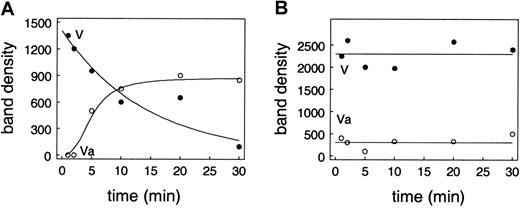 Fig. 6. APC blocks conversion of factor V to factor Va on the endothelial cell surface. / Conditions are similar to those for Figure 5. Endothelial cells were incubated with prothrombin, factor X, factor V, protein S, antithrombin III, and TFPI. Unactivated factor V at plasma concentrations was added rather than activated factor V. Accumulation and activation of factor V on the endothelial cells was detected by Western blotting. The plot shows the density of the unactivated factor V (●) and the heavy chain band (○). (A) Results in the absence of APC. (B) Results when 13 nM APC was included in the reaction mixture.