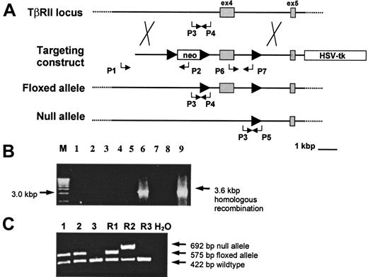Fig. 1. Conditional targeting of the TβRII gene. / (A) The wild-type TβRII locus was targeted by homologous recombination with a gene construct containing insertions of theneo gene flanked by loxP sites (arrowheads) upstream of exon 4, a single loxP site downstream of exon 4, and the HSV-tk gene at the 3′ flank of the construct. Homologous recombinants were identified using the PCR primers P1 (external) and P2 whereas the primers P6 and P7 verified retention of the single loxP site. Transient Cre-expression in targeted ES cells generated clones with a “floxed” or a null allele, respectively. PCR for screening of “floxed” and null mutants following Cre/lox-recombination in ES cells was done by using the P1 and P2 primers to verify excision of neo and the P6 and P7 primers to determine the presence or absence of exon 4. The primer pairs P3/P4 and P3/P5 were used to screen for germline transmission of the “floxed” and the null alleles, respectively. (B) PCR screening of neo-resistant clones for homologous recombination using P1 and P2 to amplify a 3.6-kbp recombinant sequence. M indicates 1 kbp molecular weight marker. (C) Germline transmission of the “floxed” allele in samples 1 and 2 as shown by the presence of a 575-bp PCR product amplified from tail DNA by the P3 and P4 primers. R1 indicates TβRII+/flox ES-cell DNA; R2, TβRII+/− ES-cell DNA; R3, wild-type DNA.
