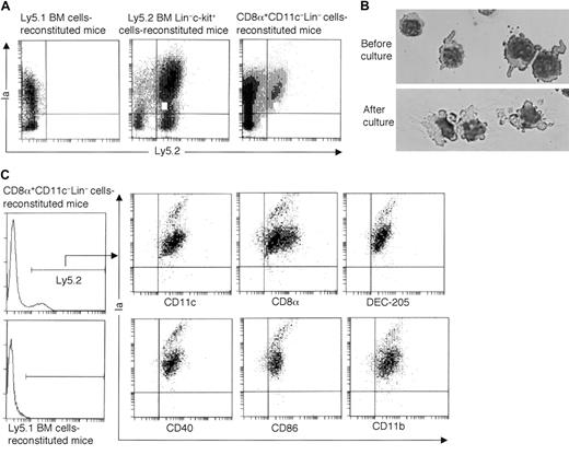 Fig. 3. Development of donor-derived DCs in the spleens from CD8α+CD11c−Lin− cells in vivo. / (A) CD8α+CD11c−Lin− cells isolated from the spleens of Ly5.2 B6 mice were intravenously transferred to the lethally irradiated congenic Ly5.1 B6 recipient mice, accompanied by Ly5.1-type BM cells to rescue the recipient mice from lethal irradiation. Mice transferred with Ly5.1-type BM cells only were used as negative control, whereas mice transferred with Ly5.2-type BM-derived Lin−c-kit+ HPCs were used as positive control. At day 14, splenocytes were isolated and enriched with CD11c-conjugated microbeads, as described in “Materials and methods” and then stained with FITC-conjugated anti-Ly5.2 and PE-conjugated anti-Ia. The quads were set up on the isotype-matched control dot plot. The results are representative of 6 independent experiments. (B) Giemsa staining was performed on sorted Ly5.2+CD8α+Ia+ cells from CD8α+CD11c−Lin−cell–reconstituted mice, which were isolated freshly or cultured overnight with GM-CSF. The results are representative of 3 independent experiments. Original magnification × 400. (C) FACS analyses of CD8α+CD11c−Lin−cell–derived DCs by tricolor staining. Cells were collected as described in (A) and then stained with biotin-conjugated anti-Ly5.2, followed by APC-streptavidin, as well as PE-conjugated anti-Ia, FITC-conjugated anti-CD11c, anti-CD8α, anti-CD40, anti-CD86, or anti-CD11b. As for the staining of DEC-205, rat DEC-205 was used as first antibody, followed by FITC-conjugated goat F(ab′)2antirat IgG (H&L). Data from mice transferred with Ly5.1-type BM cells only were shown as negative control. The quads were set up on the isotype-matched control dot plot. The results are representative of 6 independent experiments.