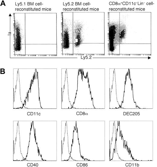 Fig. 6. Development of donor-derived DCs in the thymi from CD8α+CD11c−Lin− cells in vivo. / (A) CD8α+CD11c−Lin− cells isolated from the spleens of Ly5.2 B6 mice were intravenously transferred to the lethally irradiated congenic Ly5.1 B6 recipient mice, accompanied by Ly5.1-type BM cells to rescue the recipient mice from lethal irradiation. Mice transferred with Ly5.1-type BM cells were used as negative control, whereas mice transferred with Ly5.2-type BM cells were used as positive control. At day 14 after transplantation, thymi were digested with collagenase D. Collected thymocytes were enriched with CD11c-conjugated microbeads and then stained with FITC-conjugated anti-Ly5.2 and PE-conjugated anti-Ia. The quads were set up on the isotype-matched control dot plot. The results are representative of 3 independent experiments. (B) Phenotype characterization of CD8α+CD11c−Lin− cell–derived thymic DCs. Cells were collected as described in (A) and then stained with biotin-conjugated anti-Ly5.2, followed by APC-streptavidin, as well as PE-conjugated anti-Ia, FITC-conjugated anti-CD11c, anti-CD8α, anti-CD40, anti-CD86, or anti-CD11b. As for the staining of DEC205, rat DEC205 was used as first antibody, followed by FITC-conjugated goat F(ab′)2 antirat IgG (H&L). Solid and dotted lines indicated the histograms of specific stainings and isotope-matched controls gated on the Ly5.2+Ia+ cells, respectively. The results are representative of 3 independent experiments.