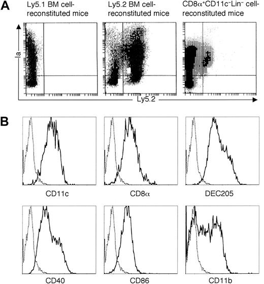 Fig. 7. Development of donor-derived DCs in the lymph nodes from CD8α+CD11c−Lin− cells in vivo. / (A) CD8α+CD11c−Lin− cells isolated from the spleens of Ly5.2 B6 mice were intravenously transferred to the lethally irradiated congenic Ly5.1 B6 recipient mice, accompanied by Ly5.1-type BM cells to rescue the recipient mice from lethal irradiation. Mice transferred with Ly5.1-type BM cells were used as negative control, whereas mice transferred with Ly5.2-type BM cells were used as positive control. At day 14 after transplantation, combined axillary, cervical, inguinal, and mesenteric lymph nodes were collected and digested with collagenase D. Cells were enriched with CD11c-conjugated microbeads and then stained with FITC-conjugated anti-Ly5.2 and PE-conjugated anti-Ia. The quads were set up on the isotype-matched control dot plot. The results are representative of 3 independent experiments. (B) Phenotype characterization of CD8α+CD11c−Lin− cell–derived DCs in the lymph nodes. Cells were collected as described in (A) and then stained with biotin-conjugated anti-Ly5.2, followed by APC-streptavidin, as well as PE-conjugated anti-Ia, FITC-conjugated anti-CD11c, anti-CD8α, anti-CD40, anti-CD86, or anti-CD11b. As for the staining of DEC205, rat DEC205 was used as first antibody, followed by FITC-conjugated goat F(ab′)2 antirat IgG (H&L). Solid and dotted lines represent the histograms of specific stainings and isotope-matched controls gated on the Ly5.2+Ia+cells, respectively. The results are representative of 3 independent experiments.