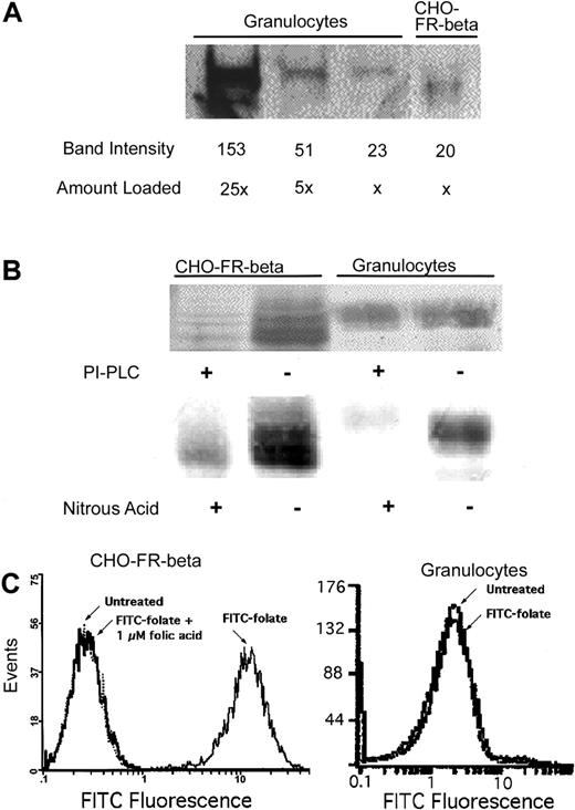 Fig. 1. Expression and properties of FR-β in peripheral blood granulocytes and in recombinant CHO–FR-β cells. / (A) FR-β expression detected in cell lysate by Western blot using anti–FR-β antibody. Band intensities were estimated using NIH Image software. (B) Differential sensitivity of FR-β GPI anchors to PI-PLC and nitrous acid; whole cells were treated with PI-PLC, and the cell lysates were analyzed by Western blot using anti–FR-β antibody. Alternatively, cell membranes were treated with nitrous acid and similarly analyzed. (C) Cellular binding of FITC-folate determined by flow cytometry. 10 nM FITC-folate was used with or without preincubation with 1 μM folic acid, as described in “Materials and methods.”