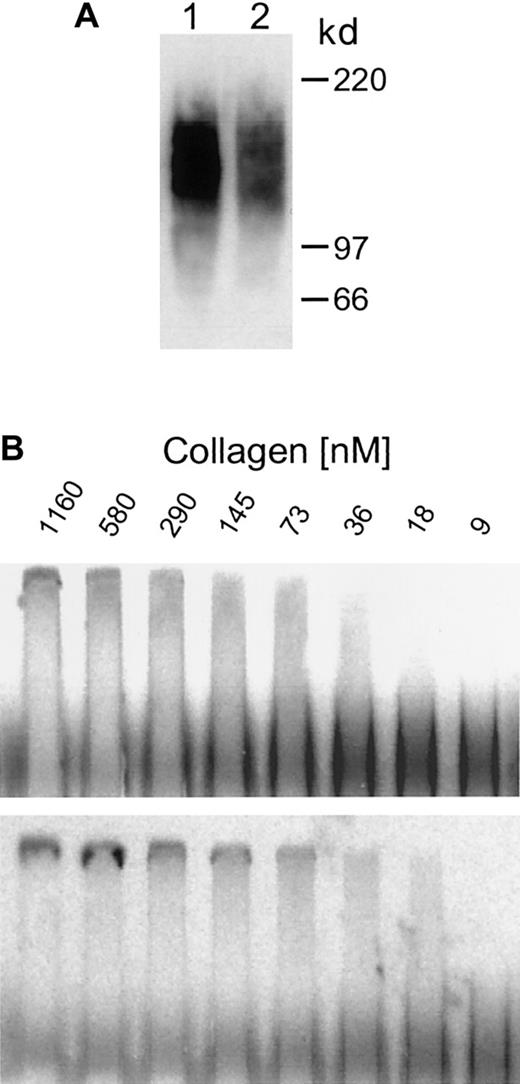 Fig. 2. Soluble syndecan-1 and shed syndecan-1 are identical in size and have similar affinities for type I collagen. / (A) Western blot. Purified syndecan-1 isolated from the media conditioned by cells expressing soluble syndecan-1 (clone sSyn-1.10, lane 1) and from Syn-1 cells that shed syndecan-1 from their cell surface (lane 2) was run on 4% to 12% sodium dodecyl sulfate–polyacrylamide gel electrophoresis, transferred to a cationic nylon filter, and probed with 125I-281.2 monoclonal antibody specific for syndecan-1. The 2 samples exhibit broad smears that are identical in size. (B) ACE analysis. Purified35S-labeled syndecan-1 isolated from the media conditioned by cells expressing soluble syndecan-1 (upper panel) and from cells shedding syndecan-1 from their cell surface (lower panel) was electrophoresed through varying concentrations of type I collagen and visualized by phosphorimaging. The Kd for both samples falls within the range of 9 to 36 nM.