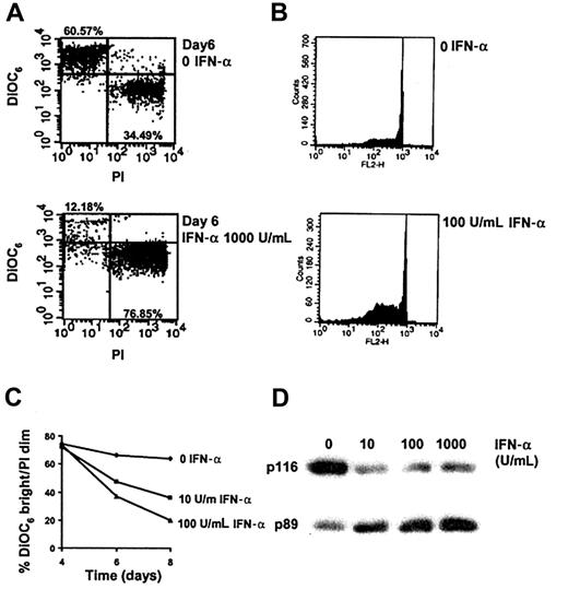 Fig. 1. IFN-α kills HCs by apoptosis. / HCs were cultured with or without IFN-α (0-1000 U/mL as indicated) at a density of 106/mL in RPMI plus 0.5% BSA in tissue culture plates coated with polyHEMA. Cell death was measured by FACS analysis of cells stained with DiOC6 and PI (A,C). DiOC6 is selectively concentrated in polarized mitochondria of live cells, whereas PI is excluded from such cells. Apoptosis was detected as DNA fragmentation (B) or PARP-1 cleavage (D). A representative example is shown from among the 4 cases tested. Although IFN-α produced dose-dependent killing in all 4 cases, the results were not pooled because the time taken for appreciable killing differed markedly between cases (6-14 days).
