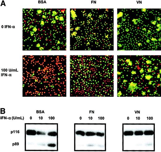 Fig. 4. Contact with immobilized VN or FN inhibits the IFN-α–induced apoptosis of HCs. / Cells were cultured as in Figure 1 except that the plates were precoated with VN or FN or with BSA as a control surface. After 6 days of culture, cell death was measured by double staining with AO and EtBr (A; dead cells appear red, while live cells are stained green) and by PARP-1 cleavage (B). A representative example of the 3 cases studied is shown. Original magnification × 100.