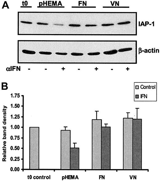 Fig. 9. Integrin engagement abrogates IFN-α–induced IAP-1 down-regulation. / HCs were cultured for 24 hours on plates precoated with either polyHEMA, FN, or VN with or without IFN-α (100 U/mL). (A) Whole cell lysates were separated by SDS-PAGE and Western blotted for IAP-1 and then reprobed for β-actin to control for sample loading. (B) The mean and SEM determined from 2 identical experiments using cells from 2 different HCL patients are shown. The density of the IAP-1 bands was corrected for differences in loading and related to the amount of IAP-1 present in the cells before the onset of culture (t0).