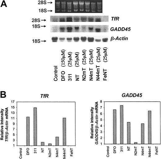 Fig. 9. The effect of the chelators on the mRNA levels ofTfR, GADD45, and β-actin (loading control) in SK-N-MC neuroepithelioma cells. / Total RNA was extracted from cells after a 20-hour incubation with medium alone (control) or medium containing DFO (150 μM) or the other chelators (25 μM). The isolated RNA was subjected to electrophoresis on a 1.2% agarose-formaldehyde gel, transferred to a hybridization membrane, and probed under high-stringency conditions (see “Materials and methods”). The result illustrated is a typical experiment from 3 experiments performed.