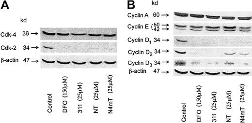 Fig. 10. Effect of the NT analogues on the expression of cell-cycle control molecules. / The effect in SK-N-MC neuroepithelioma cells of the most cytotoxic NT analogues, NT and N4mT, compared with 311 on the protein levels of (A) cdk2, cdk4, and β-actin (loading control); or (B) cyclins A, E, D1, D2, D3, and β-actin (loading control). Western blot analysis was performed as described in “Materials and methods.” The results shown are typical of 2 experiments performed.
