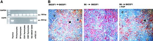Fig. 4. KGF receptor is expressed on thymic epithelial cells. / (A) End-point RT-PCR analysis with cDNA isolated from unseparated thymic tissue of a naive mouse, from flow cytometrically purified thymocyte subsets and TECs (MHCII+CD45−), and from the immortal thymic epithelial cell line mTEC2-3. (B) Thymic tissue sections of the 3 transplant groups were analyzed for expression of KGFR using an anti–FGFR2 antibody. Adjacent sections (not shown) were stained for cytokeratins in order to verify the presence of TECs. Original magnification × 200. C indicates cortex; M, medulla.