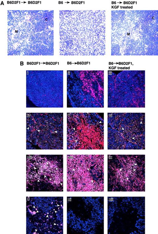 Fig. 5. KGF treatment preserves the thymic microenvironment during acute GVHD. / GVHD was induced in KGF- or HBSS-treated B6D2F1 mice, as described in Figure 1, and mice were analyzed on day 13 after transplantation. HBSS-treated B6D2F1 mice that received syngeneic transplants served as non-GVHD controls. (A) Frozen thymic sections (6 μm) from the 3 transplant groups were analyzed for histopathology (Hematoxylin + Eosin stain; original magnification × 200). (B) Immunohistology of 4 distinct subpopulations of thymic epithelial cells in mice that received allogeneic and syngeneic transplants. Thymic epithelial cells were identified using a panel of antibodies according to Table 1. Two-color immunoflourescent analyses were performed using a confocal microscope (Carl-Zeiss). Major cortical cells appear blue (i-iii), whereas minor cortical TEC (iv-vi), major medullary TEC (vii-ix), and minor medullary TEC appear white (x-xii) (ie, altered color by computer-assisted management of confocal microscopy data, see Table 1). The arrows denote individual positive cells. Original magnification × 200. The data substantiate that KGF treatment preserves in the presence of GVHD the normal structure of cortical and major medullary TECs but not of the subpopulation of minor medullary TECs. C indicates cortex; M, medulla.