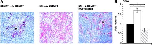 Fig. 7. KGF reduces CD80 expression on thymic stromal cells in recipients with GVHD. / Acute GVHD was induced in KGF-treated or HBSS-treated B6D2F1 mice, as described in Figure 1. (A) At 13 days after transplantation, frozen thymic sections (6 μm) from the 3 transplant groups were stained with anti–CD80 moAb. Slides were then counterstained with hemalaun. Adjacent sections (not shown) were stained for cytokeratins in order to verify the presence of TECs. Original magnification × 200. (B) RNA isolated from whole thymic tissue was analyzed 13 days after transplantation by end-point RT-PCR for transcripts specific for CD80. Transcripts were normalized for EVA expression. The graph represents data from 3 mice analyzed for each group. Analysis by ANOVA; *P < .05.
