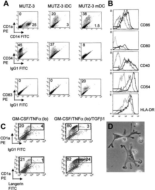 Fig. 1. MUTZ-3 DCs acquire characteristics of immature and mature DCs in the presence of cytokines. / (A) Phenotype of unstimulated MUTZ-3, MUTZ-3 iDCs, and TNFα hi, matured MUTZ-3 mDCs. Numbers refer to the percentage of positive cells stained for each CD marker. All cells were stained with PE- or FITC-labeled antigen-specific mAbs. Data are from one experiment representative of 5. (B) FACS analysis reveals up-regulation of costimulatory molecules CD80, CD86, and CD40, the adhesion molecule CD54, and HLA class II molecule HLA-DR during MUTZ-3 differentiation, unstimulated MUTZ-3 (dotted line), MUTZ-3iDC (solid line) and MUTZ-3 mDC (bold line). Isotype controls are represented by markers. Data are from one experiment representative of 5. (C) TGFβ1 induces the expression of LC-associated surface molecule langerin on MUTZ-3 cells. CD34+ MUTZ-3 cells were cultured in GM-CSF/TNFα followed by further culture in the presence or absence of TGFβ1. Numbers refer to the percentage of gated cells expressing both CD1a and langerin or background staining from an isotype control. Data are from one experiment representative of 3. (D) Morphology of MUTZ-3 mDCs is consistent with dendritic cell appearance (× 400, light microscopy).
