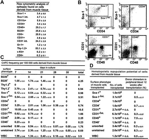 Fig. 1. Stem and progenitor cell potential and the potential to differentiate into hematopoietic cells of cells derived from muscle tissue. / (A) Epitopes expressed on cells derived from muscle tissue. The percentages of total cells that stained positive for a given antibody (± SD) are shown. Summarized are results from at least 3 independent cell preparations and stainings per antibody; int. indicates intermediate. (B) Flow cytometry regions that were applied for sorting using antibodies to Sca-1, CD34, CD31, and CD45. (C) CAFC frequency in sorted cell populations derived from muscle tissue and in WBCs. The CAFC assay permits determination of frequencies of cells with proliferation potential at limiting dilution and provides temporal data indicating the hierarchy of stem and progenitor cells because later-developing colonies arise from more primitive cells. CAFC frequencies/100 000 cells (± SEM) from 3 independent analyses are shown. Muscle tissue for these experiments was derived from DBA/2 mice. WBCs (1 × 105) were, after lysis of erythrocytes, derived from approximately 45 μL of blood. (D) Donor chimerism in peripheral blood in recipient mice 12 weeks after transplantation. Preliminary analyses showed a stable engraftment pattern from 3 months to 8 months after transplantation. Mice were given transplants of the same sorted cell populations derived from muscle tissue and from WBCs reported for the CAFC analysis, allowing a direct comparison of the in vitro and in vivo potential of the cells. The percentage of donor-derived cells in peripheral blood (± SEM) is shown. Data are based on at least 2 independent cell sorts and transplantations for each cell population. In each experiment, each sorted cell population was transplanted into at least 2 mice; c.c. indicates 2 × 105 competitor cells.
